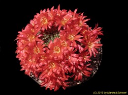 Rebutia minuscula v. grandiflora WR801 1273